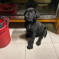 Labrador Retriver