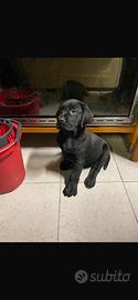 Labrador Retriver