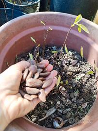 100 Semi Asimina Triloba (Banano di Montagna) 