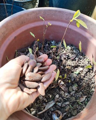 100 Semi Asimina Triloba (Banano di Montagna) 