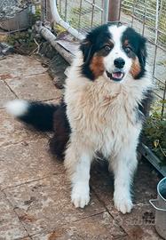 Aussie Pedigree Recupero spese
