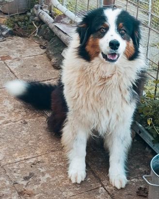 Aussie Pedigree Recupero spese