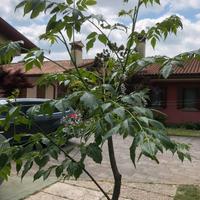 Splendido esemplare di Melia - Medie dimensioni