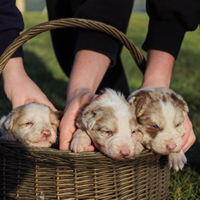 Nuova cucciolata di Border Collie