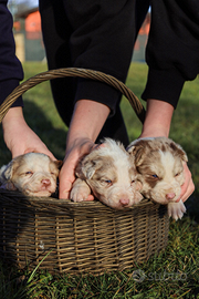 Nuova cucciolata di Border Collie