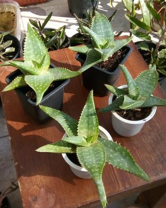 Piante grasse ALOE Saponaria