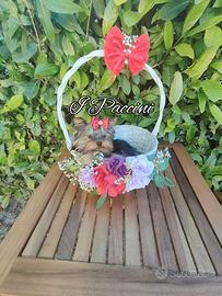 Toy Yorkshire Terrier Toy