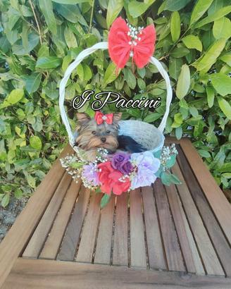Toy Yorkshire Terrier Toy