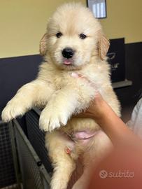 Cuccioli Golden Retriever Americano