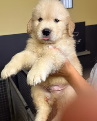 Cuccioli Golden Retriever Americano