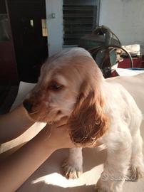 Cuccioli cocker