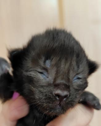 Maine coon cuccioli