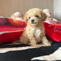 Maschietto albicocca Toy tre mesi barboncino