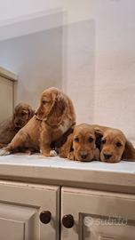 Meravigliosa cucciolata di cocker