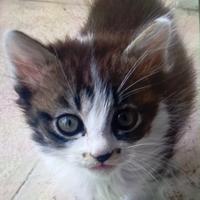 Coppia di gattini Maschio e Femmina di due mesi