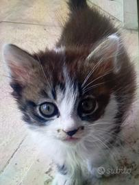 Coppia di gattini Maschio e Femmina di due mesi