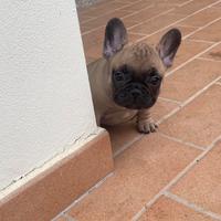 Cuccioli di buldog francese