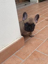 Cuccioli di buldog francese