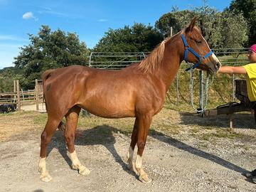Cavallo