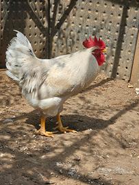 Galli marans gallo.per ovaiole e uno pesante