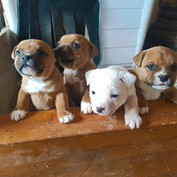 Staffordshire bull terrier 2 mesi