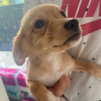 Chiuaua-pincher (incrocio)