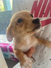 Chiuaua-pincher (incrocio)