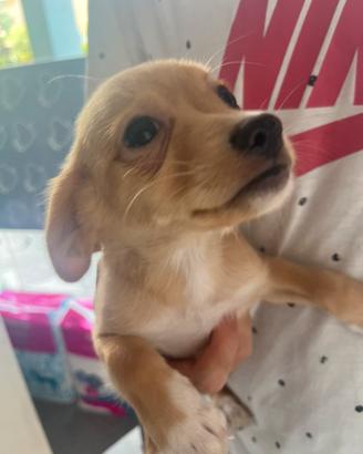 Chiuaua-pincher (incrocio)