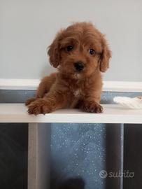 Maschio di maltipoo red