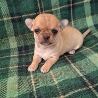 Splendidi chihuahua pedigree enci