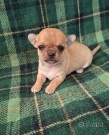 Splendidi chihuahua pedigree enci