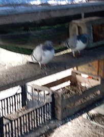 Piccioni doppio petto e diverse race