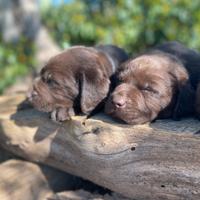 Labrador chocolat