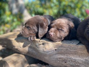 Labrador chocolat