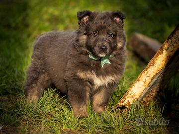 Cuccioli fantastici due mesi