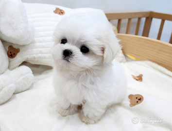 Cucciolo di maltese
