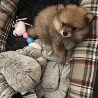 Spitz Toy nano di Pomerania