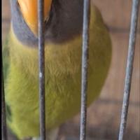 Parrocchetti testa di prugna