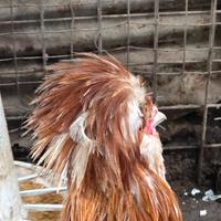 Coppia Gallina Padovana