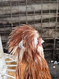 Coppia Gallina Padovana