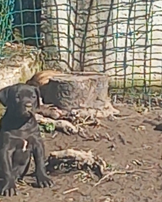 Pitbull