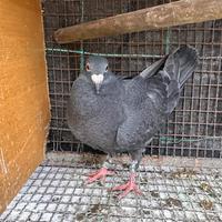 Colombo Viaggiatore Nero