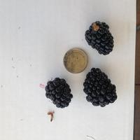 Mora gigante senza spine