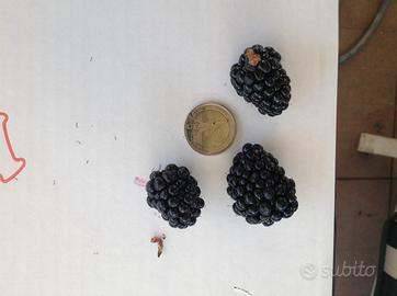 Mora gigante senza spine