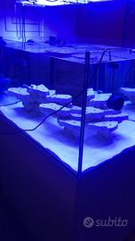 Rocciata Acquario Marino