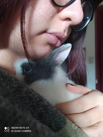 Coniglietti testa di leone