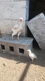 Galline KO SHAMO 