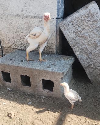 Galline KO SHAMO 