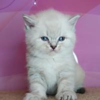 La perfetta principessa scozzese dagli occhi azzur