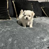 Maltese toy